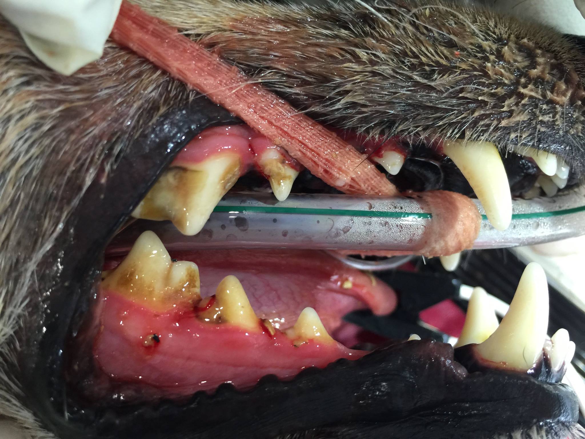 Dental | The Dog Clinic Hobart