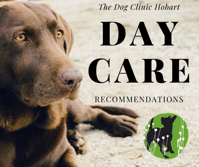 Day Care The Dog Clinic Hobart