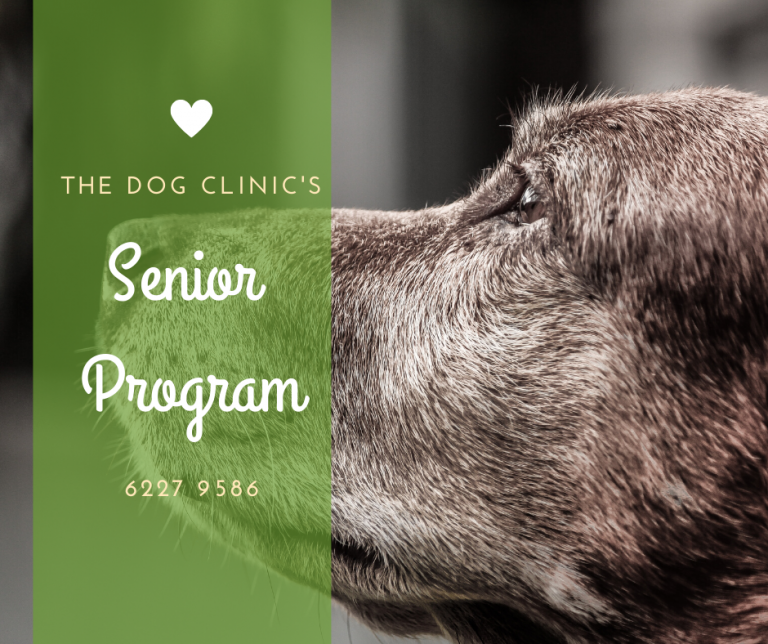 Senior Program The Dog Clinic Hobart